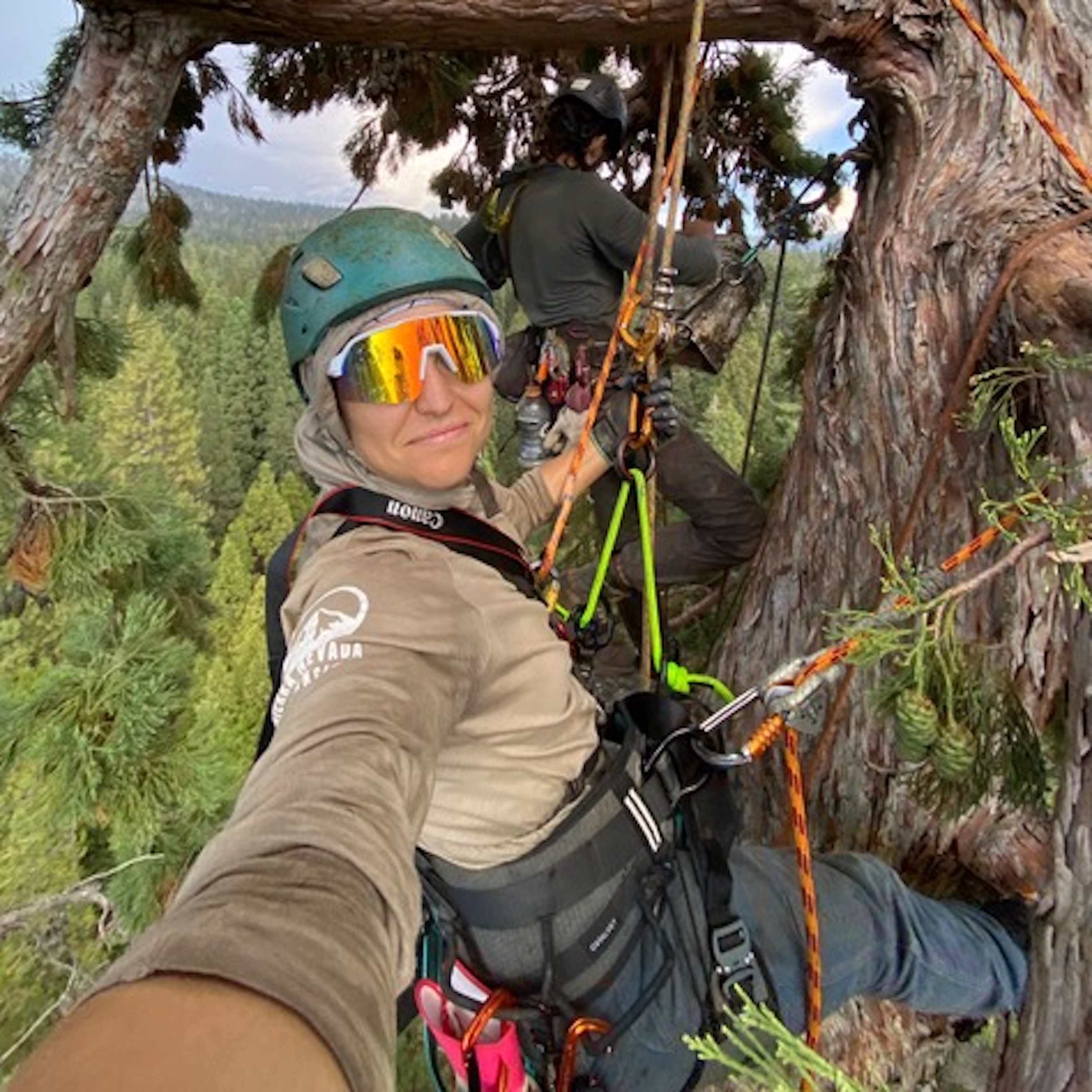 Climbing for Cones in the forest Canopy