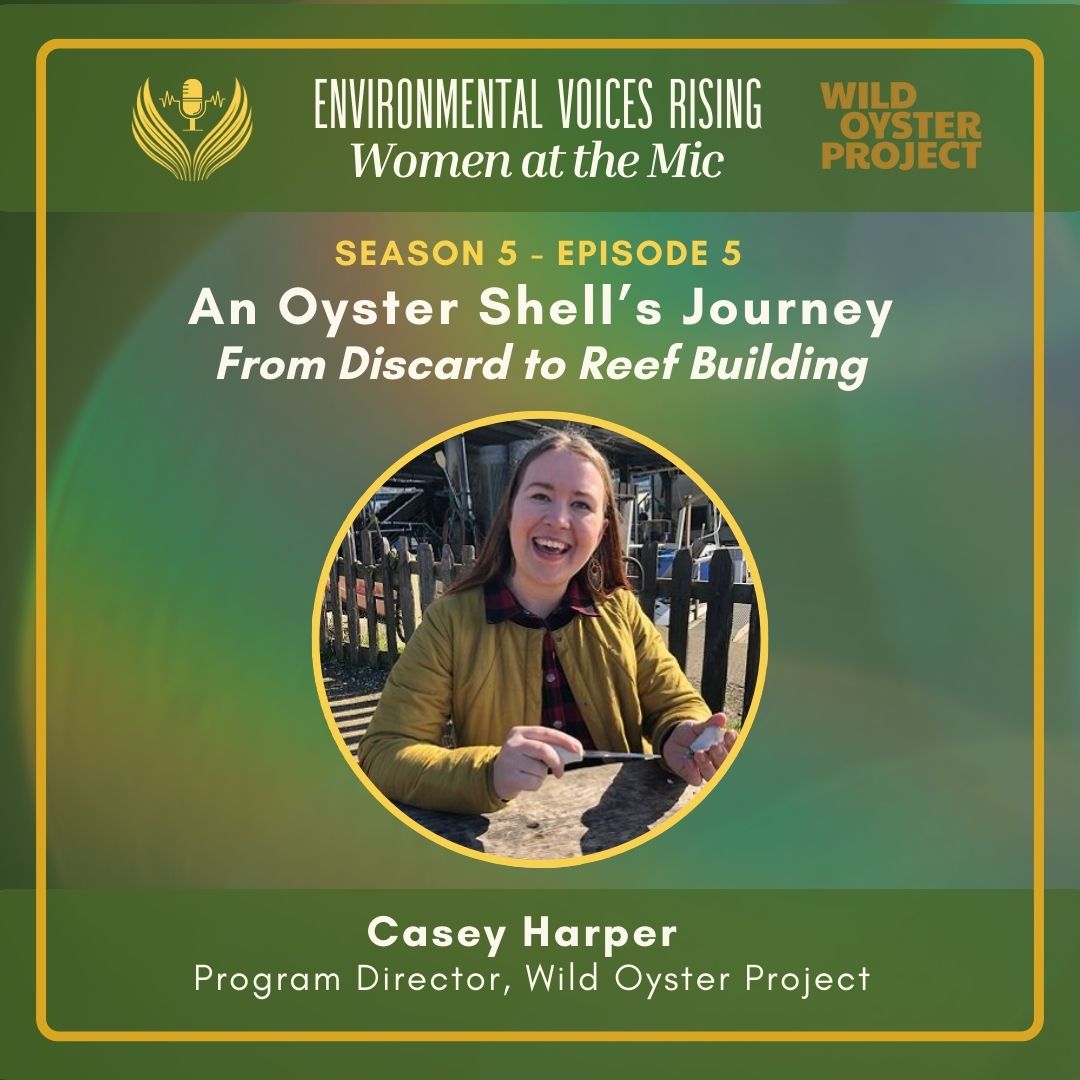 An Oyster Shell's Journey: From Discard to Reef Building episode artwork